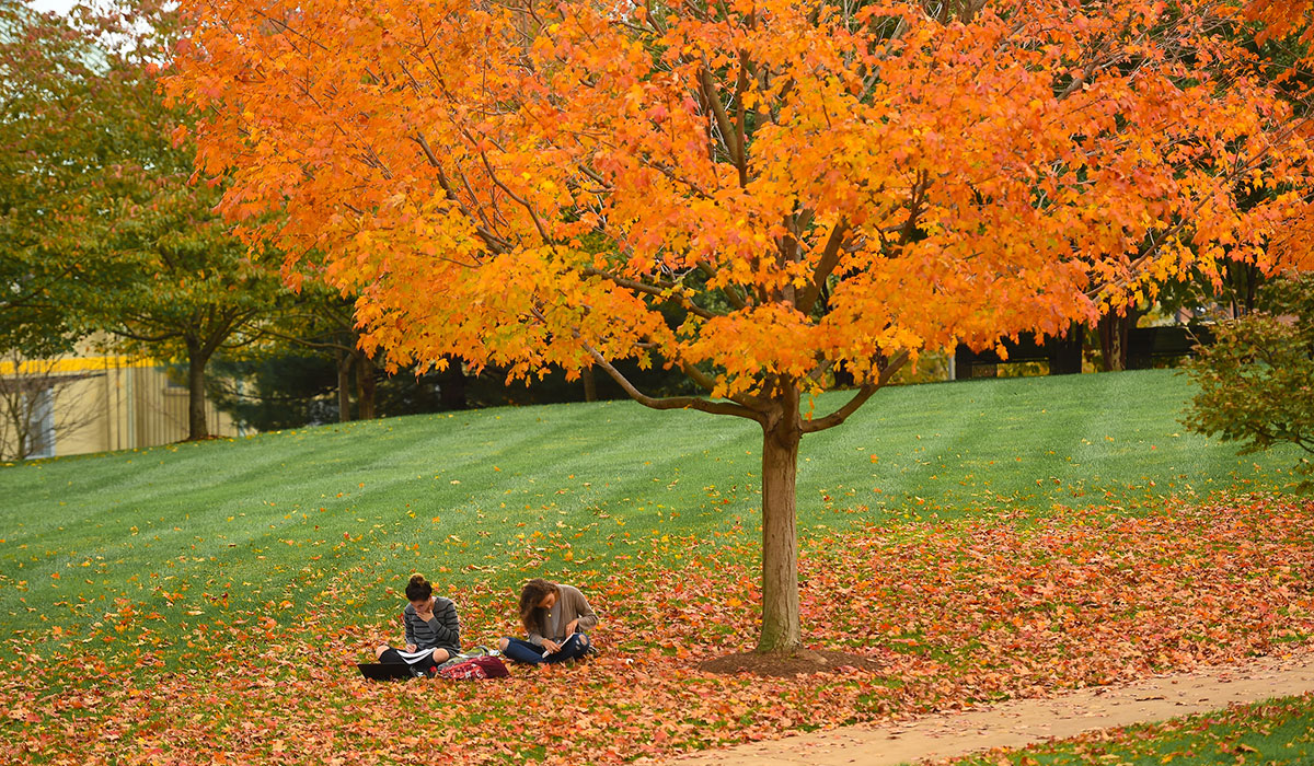 Students studying under tree